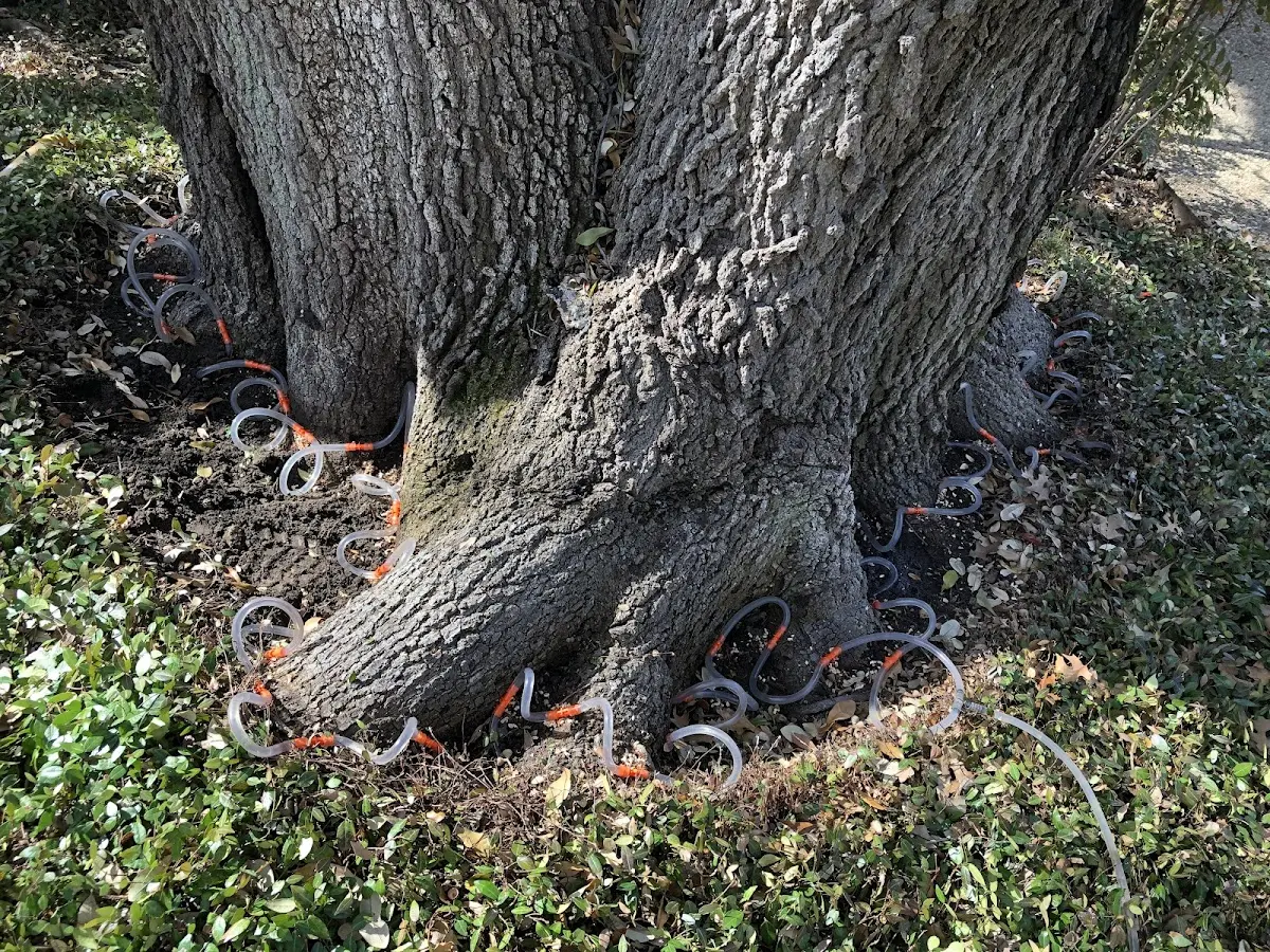 Detailed Tree Cabling and Bracing job site in Alkol